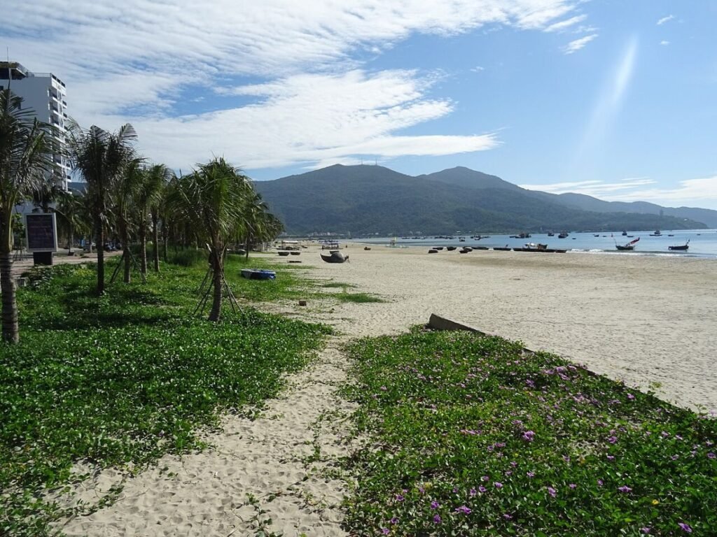 Grassy dunes by the Da Nang coast
