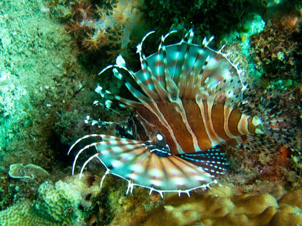 Lionfish on a Nha Trang reef