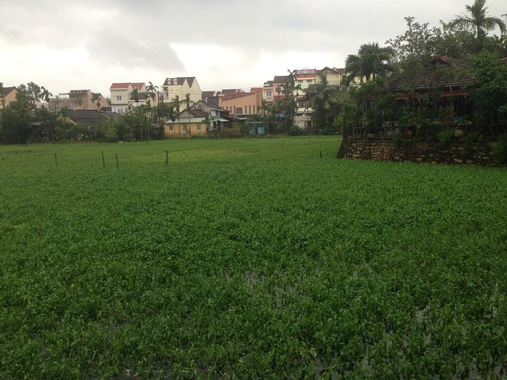 Rice fields near Hoi An