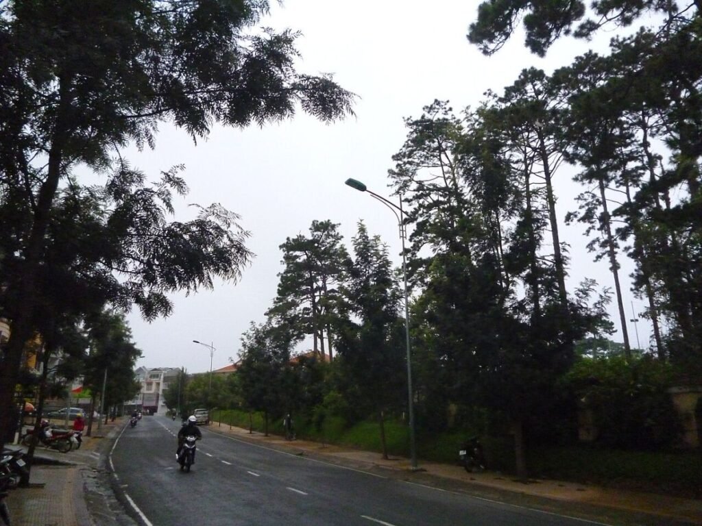 Pine trees in central Da Lat