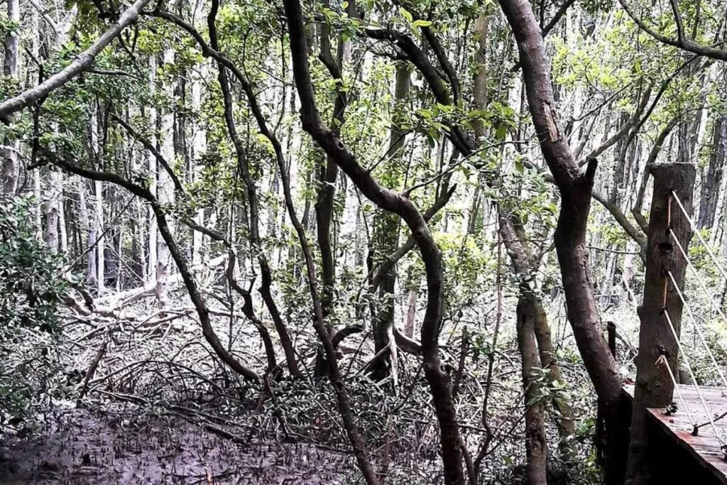 Mangrove forest close to this Vinhomes Green Paradise detached villa