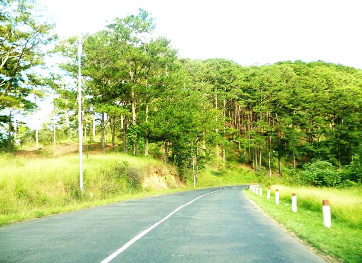 Pine-lined road in Da Lat