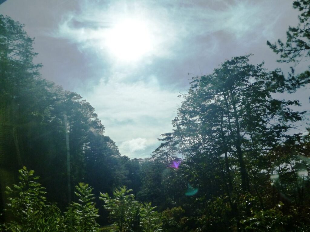 Morning mist over Da Lat pines