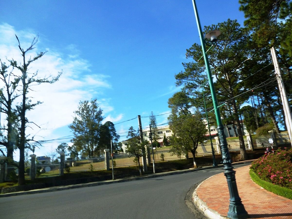Pine trees and blue sky