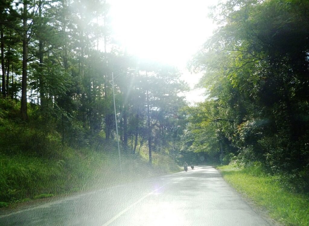 Sunlit pine forest in Da Lat