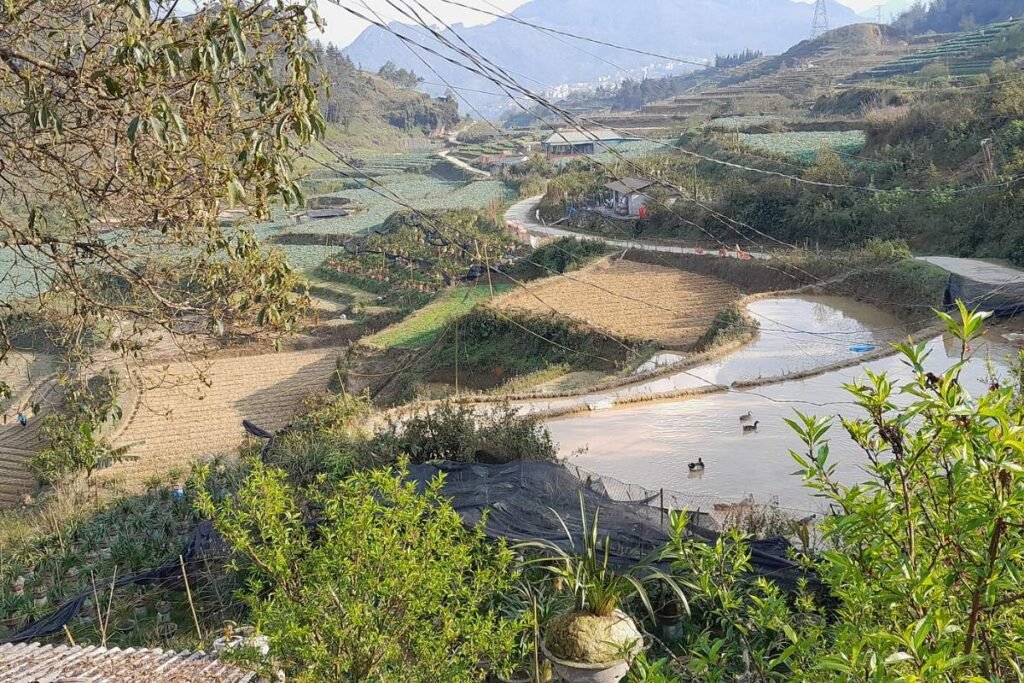 Rice terraces near Ham Rong and Ta Phin, close to Irista Hill Sapa
