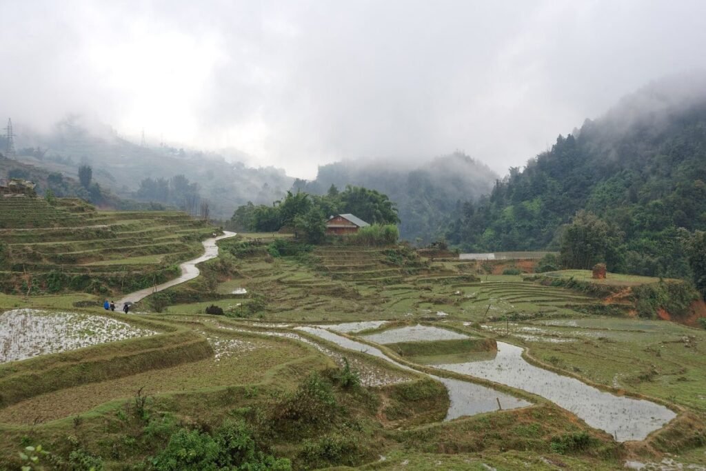 Rice fields along the road out of Sa Pa