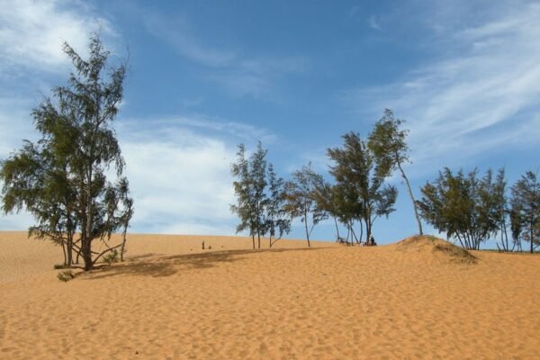 Ocean Vista Mui Ne 1-bedroom for rent, 60 m² above the beach