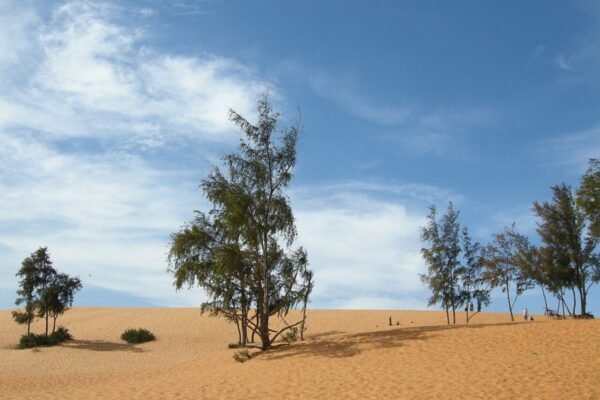 Ocean Vista Mui Ne 2-bedroom for rent, 118 m² family apartment