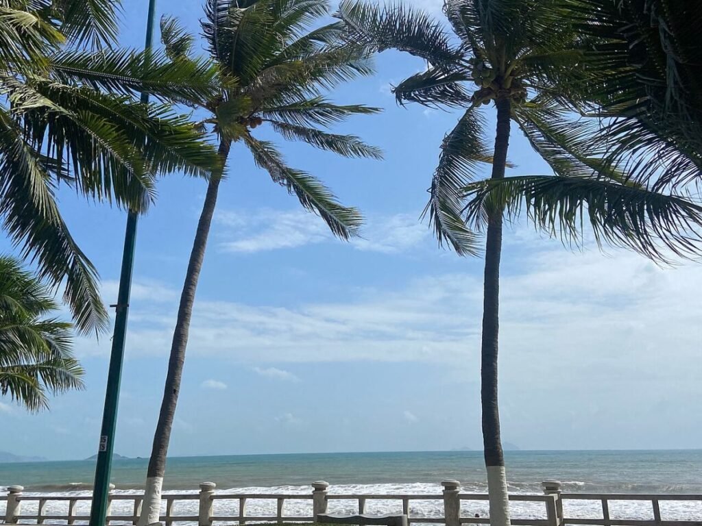 Palm trees by the sea in Nha Trang