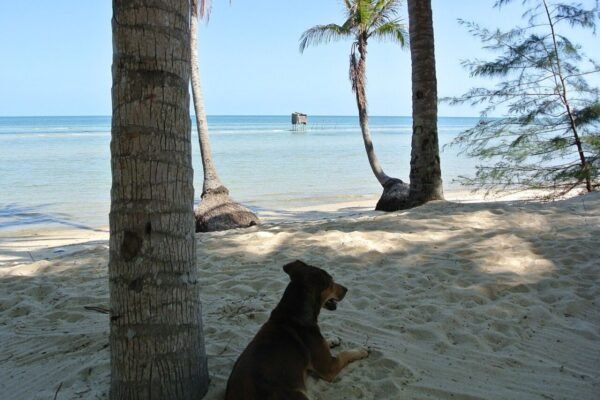 Sonasea Phu Quoc 1-bedroom for rent, 45 m² by the long pool