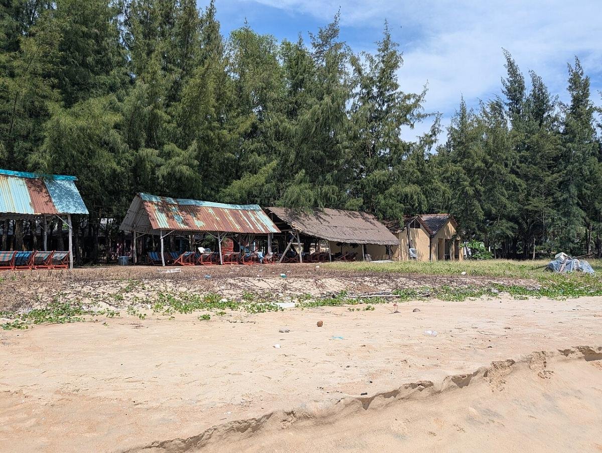 Casuarina trees on Ho Tram beach