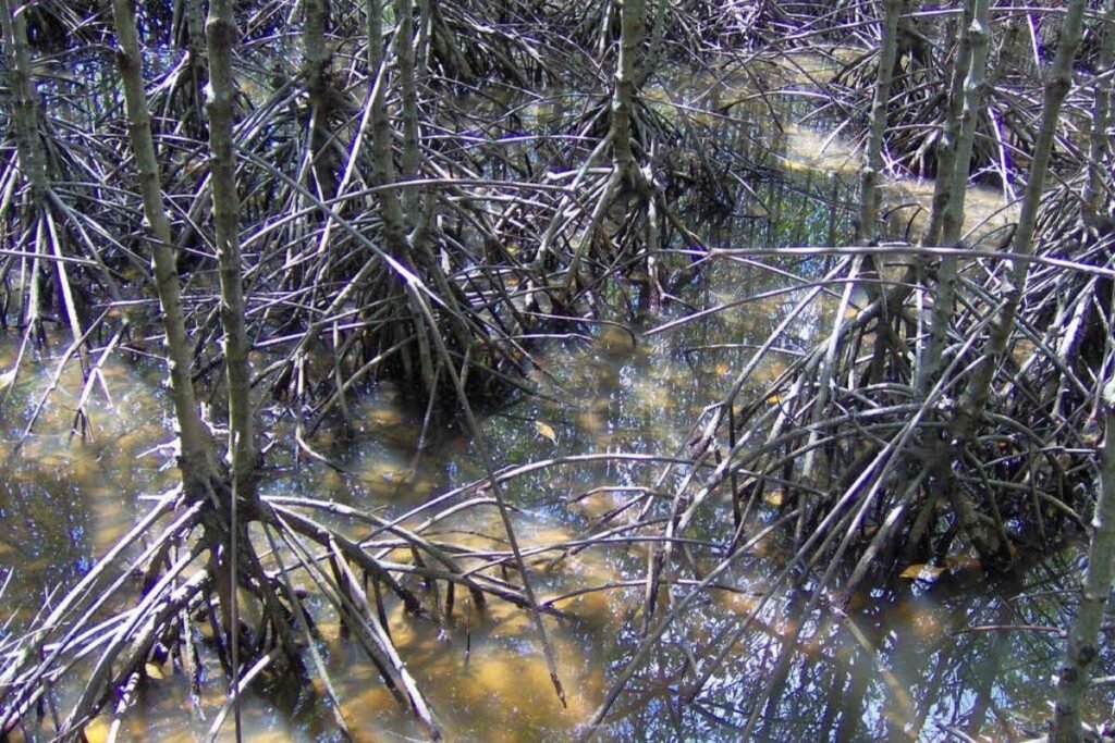 The Can Gio mangrove forest beside the Vinhomes Can Gio villa zone