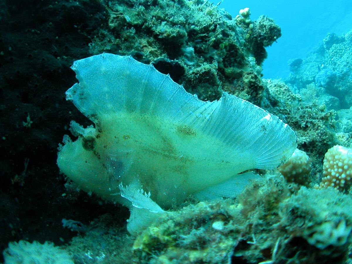 Coral reef in Nha Trang Bay